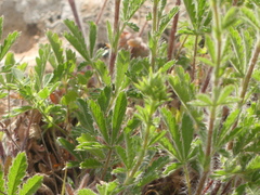 Potentilla pedata