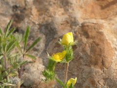 Potentilla pedata