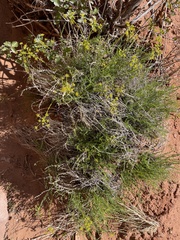 Cymopterus petraeus