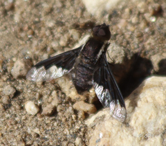 Hemipenthes morioides