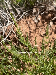 Cymopterus petraeus