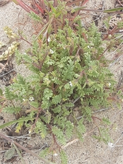 Phacelia ivesiana