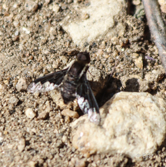 Hemipenthes morioides