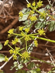 Cymopterus petraeus