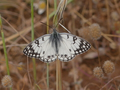 Melanargia arge