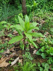 Phytolacca americana