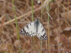 Melanargia arge