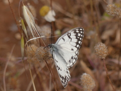 Melanargia arge