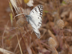 Melanargia arge