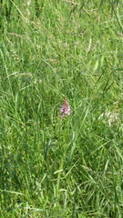 Anacamptis