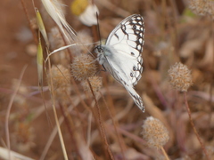 Melanargia arge