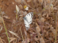 Melanargia arge