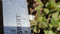 Plagiobothrys collinus fulvescens