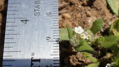 Plagiobothrys collinus fulvescens