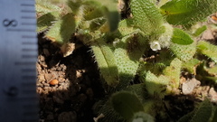 Plagiobothrys collinus fulvescens