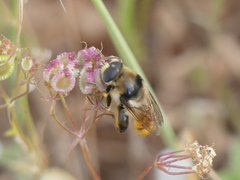 Callicera