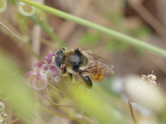 Callicera