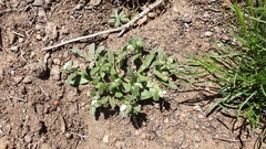 Plagiobothrys collinus fulvescens