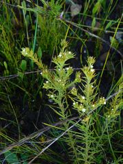 Thesium capitatum