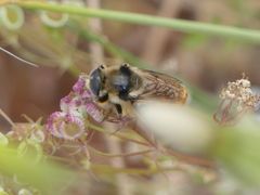 Callicera