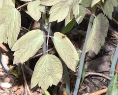 Ischnus inquisitorius