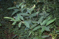 Angiospermae