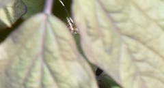 Ischnus inquisitorius