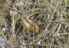 Hippolais icterina