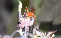 Ischnus inquisitorius