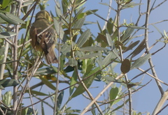 Hippolais icterina