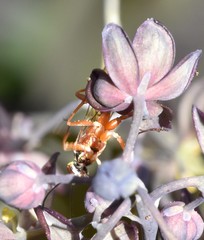 Ischnus inquisitorius