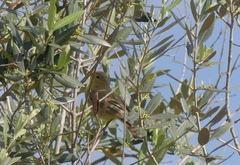 Hippolais icterina