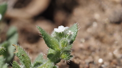 Plagiobothrys collinus fulvescens