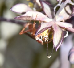 Ischnus inquisitorius