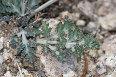 Vesper purpurascens