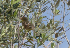 Hippolais icterina