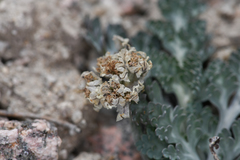 Vesper purpurascens