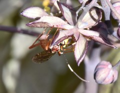 Ischnus inquisitorius