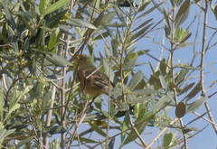 Hippolais icterina