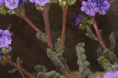 Phacelia crenulata ambigua
