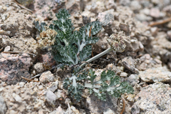 Vesper purpurascens