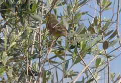 Hippolais icterina