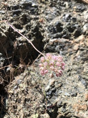 Allium tuolumnense