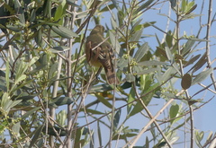 Hippolais icterina