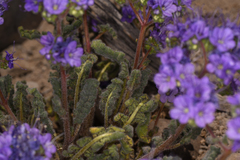 Phacelia crenulata ambigua