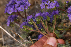 Phacelia crenulata ambigua