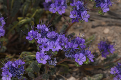 Phacelia crenulata ambigua
