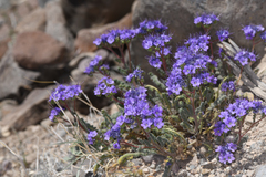 Phacelia crenulata ambigua