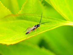 Limneriini