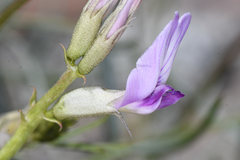Astragalus serenoi